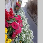 Il Gelsomino Di Isia *