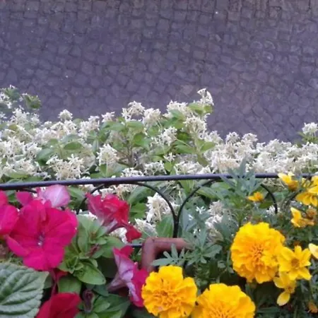 Il Gelsomino Di Isia Casa de Férias